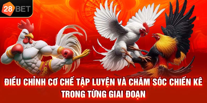 Cách nuôi gà đá chuẩn dành sư kê chuyên nghiệp 28BET 2 Các sư kê chuyên nghiệp tại 28BET thường khuyên bạn có sự điều chỉnh lịch tập phù hợp cho từng giai đoạn dành cho chiến kê
