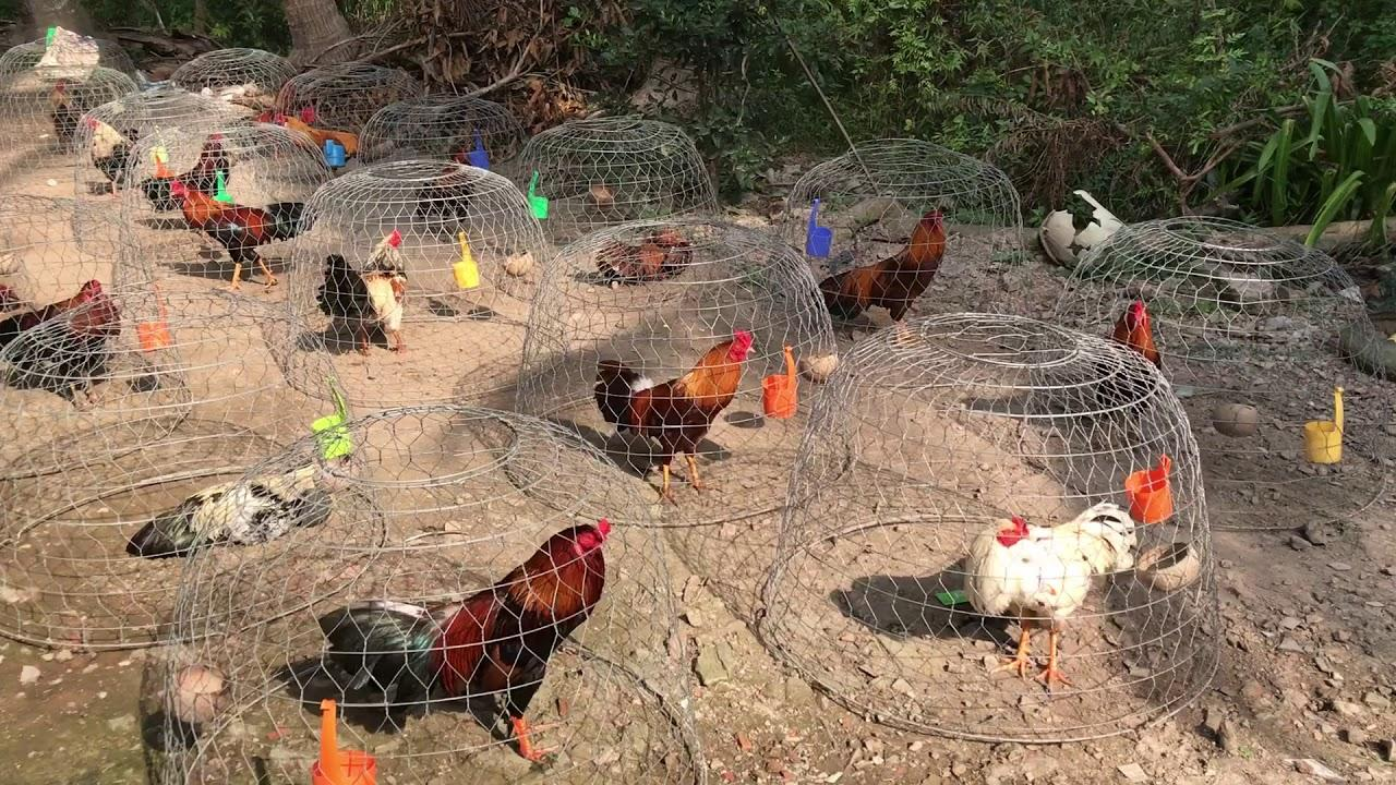 Đá gà cựa sắt 28Bet, đỉnh cao giải trí cá cược trực tuyến 5 Kỹ thuật nuôi và huấn luyện gà đá cựa sắt trong thực tế